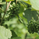 Hermann Missouri Wineries - Stone Hill Winery Grapes