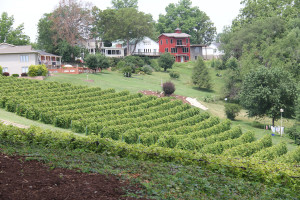 Hermann Missouri Wineries - Stone Hill Winery Hill 2