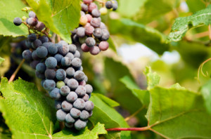 Hermann Missouri Wine Trails - Grapes